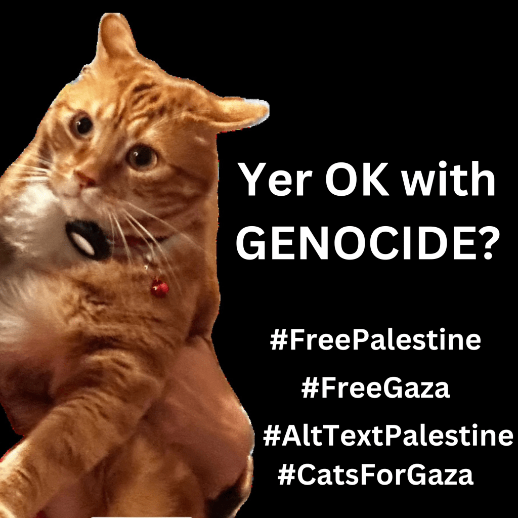 Graphic with a black background with a photo of Ernie, an orange cat who has a bewildered expression. Large text in white reads, YER OK WITH GENOCIDE? Below are hashtags: #FreePalestine #FreeGaza #AltTextPalestine #CatsForGaza